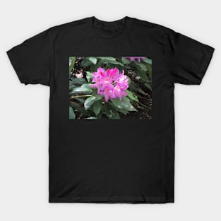 Pink rhododendron flowers T-Shirt